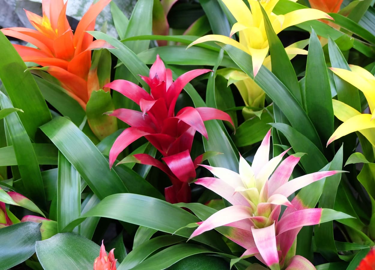 diferite plante Bromelia