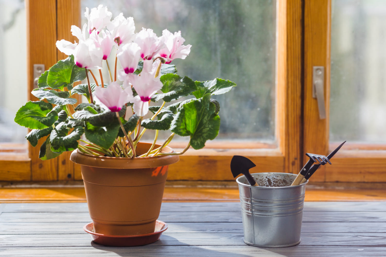 Cyclamen in ghiveci